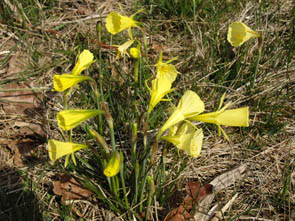 Narcissus bulbocodium